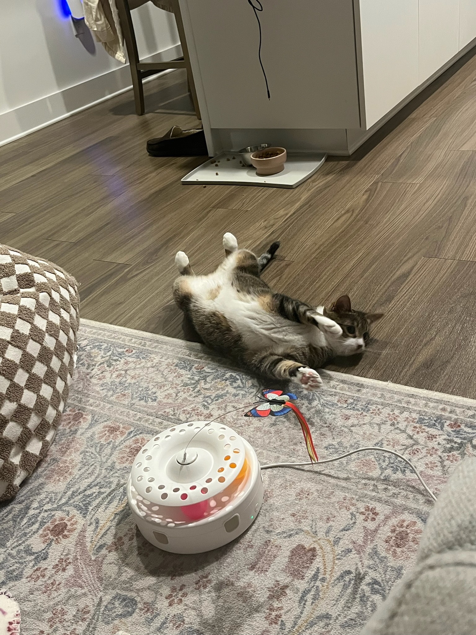 Daisy laying on the floor next to a bowl